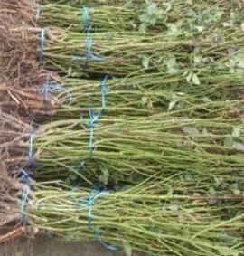 Atirgul koʻchatlari