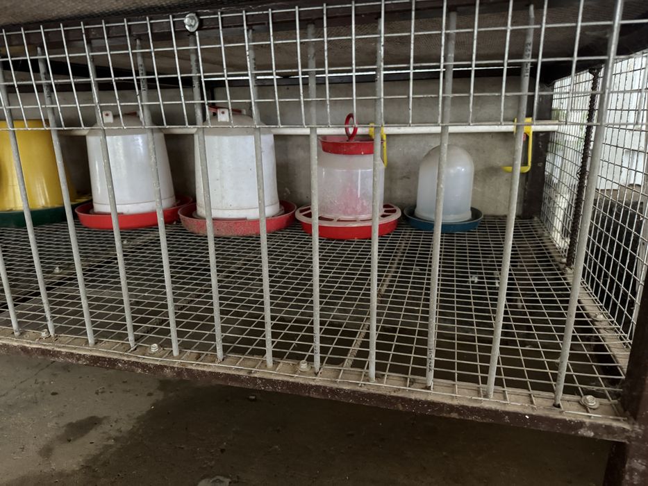 Клетки две штуки для птицы или кроликов