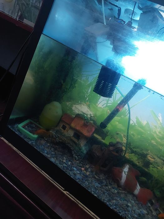 Аквариум сотилади баликлари билан