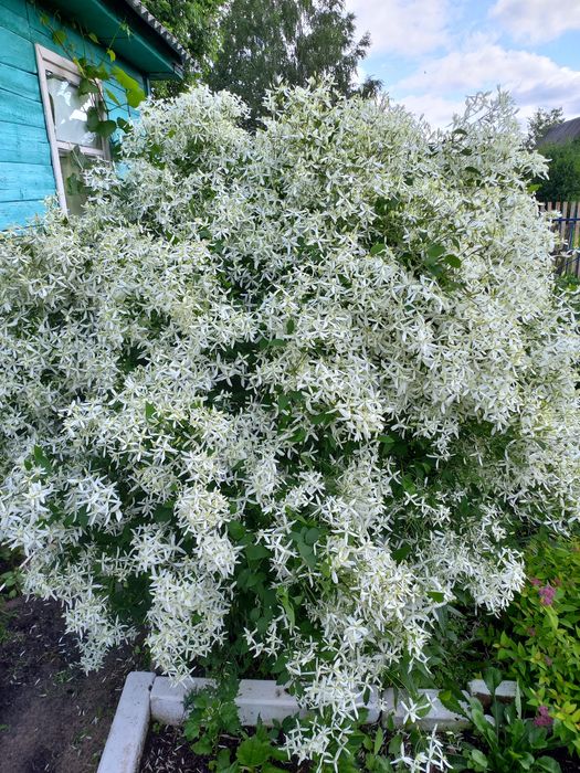 Продам клематис белое облако