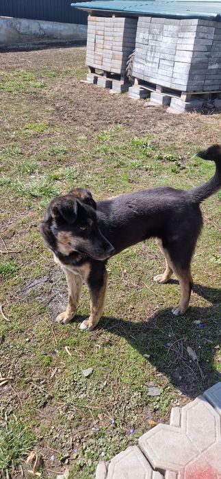 Собака  девочка Люсьена