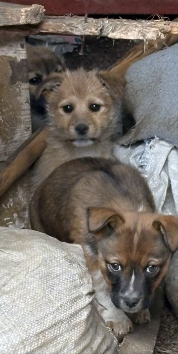 Adoptie 4 pui de catel