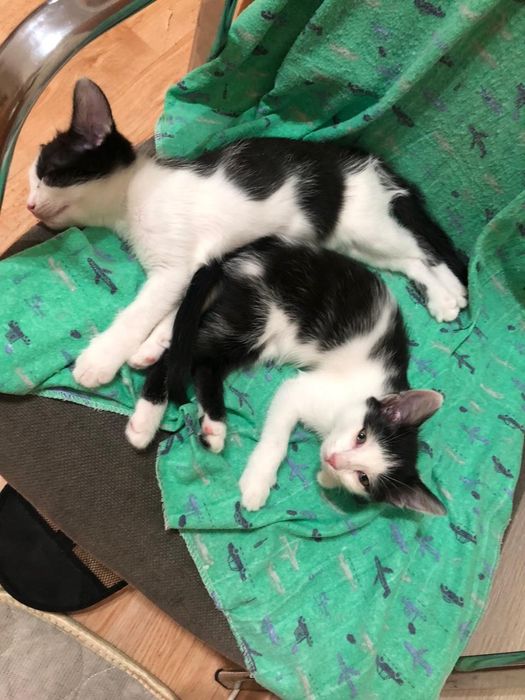 Дарю котят, 2.5 месяца