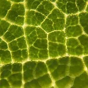 iMicro Q2 обектив- микроскоп за камера за iPhone.