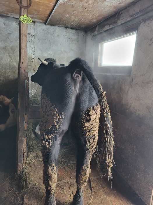 Продам быка двухгодовалый