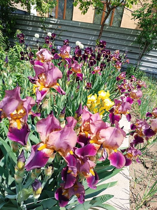 Продам ирисы, хосты