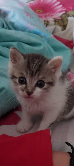Котенок мальчик в добрые руки