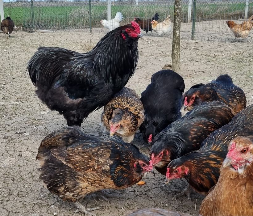 Oua pentru incubat  wyadotte,new hampshire,pita pinta,araucana, amerau