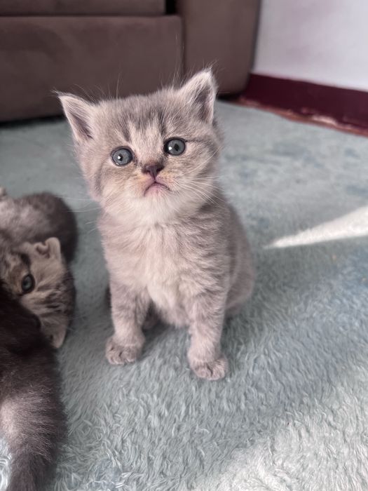 Scotish stright silver