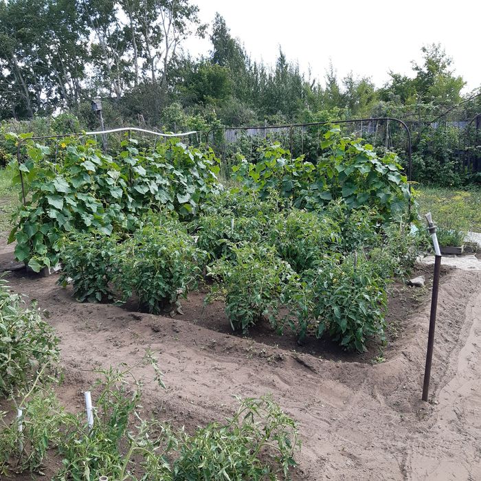 Продам дачу,сад Здоровье.