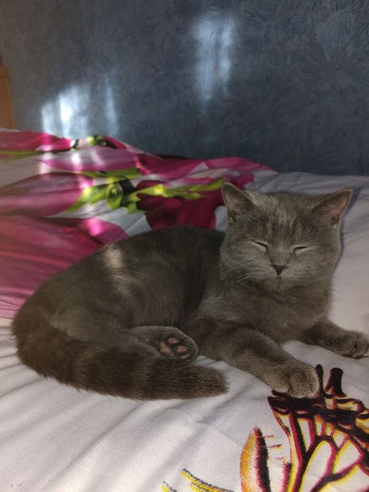 Mushuk sotiladi srochni