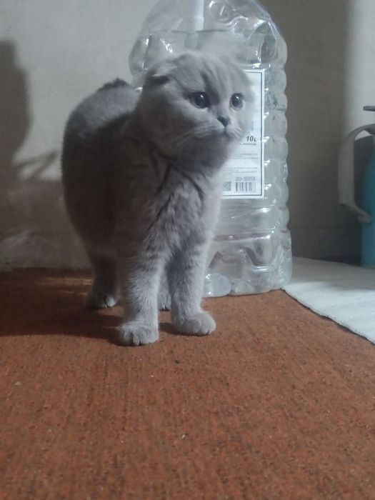 Mushukni nomi  SCOTTISH FOLD