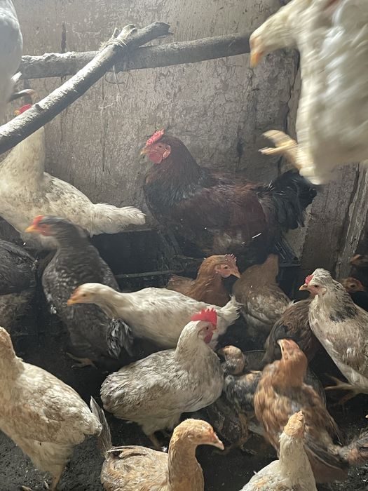 Продается курицы петухи тауық