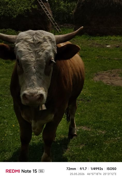 Vând taur rasă simmental