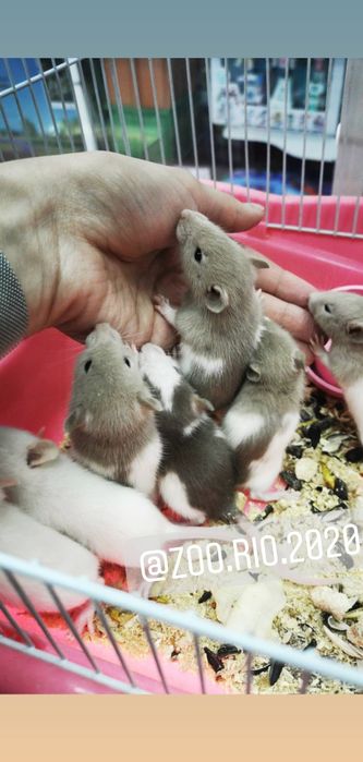 Декоротивные крыски