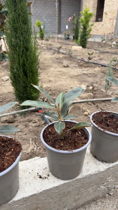 Магнолия Грандифлора кўчатлари сотилади!