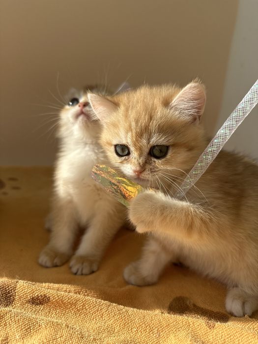 Котята золотая шиншилла