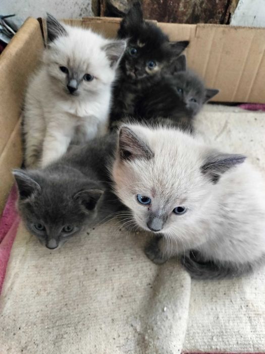 Котята в добрые руки