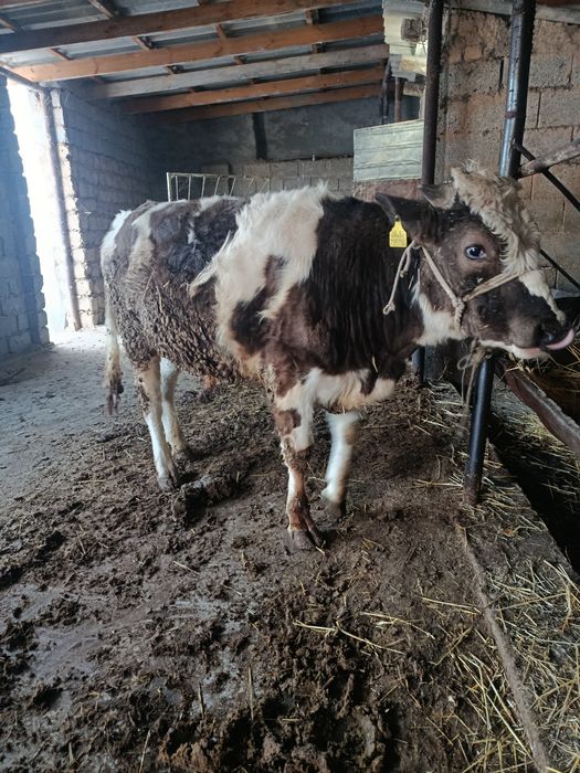 Буқа сатылады аа