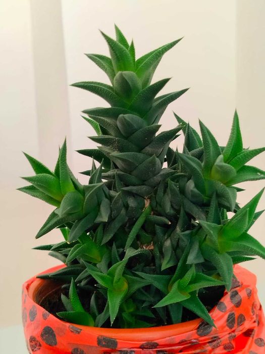 Комнатный цветок Хавортия