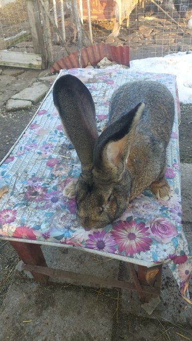 Vând femele  urias  german