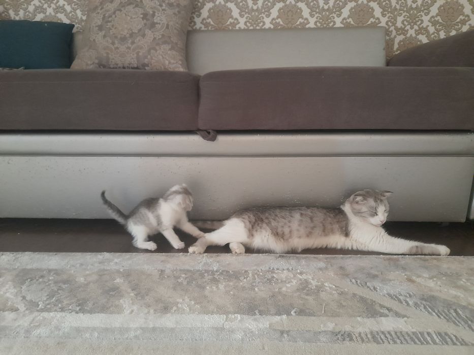 Котята бесплатно