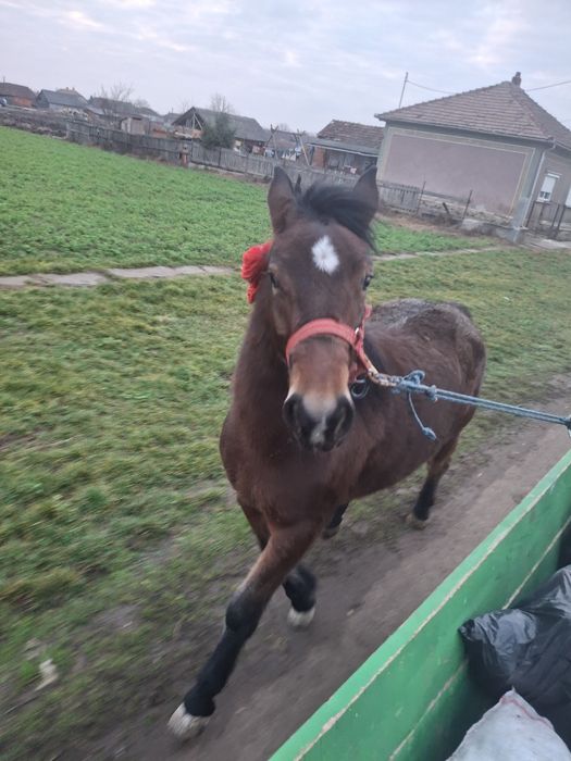 De vânzare mânza 1,5 de  ani