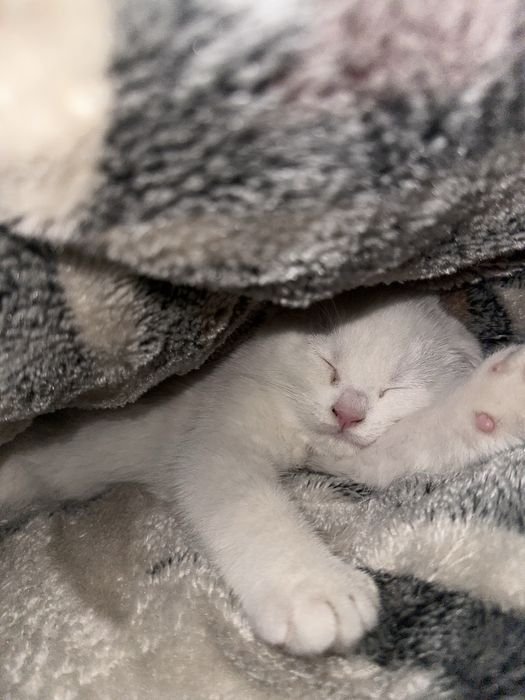 Белоснежный котенок skottish fold
