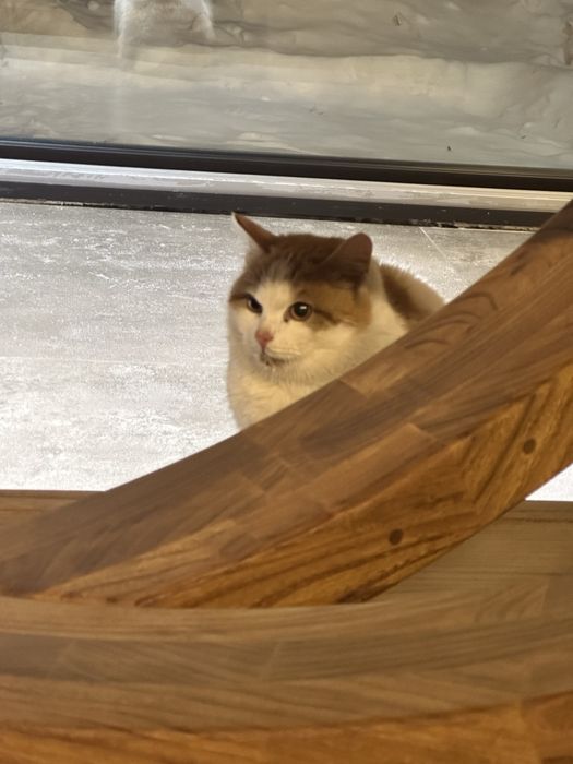 Кошки в добрые руки