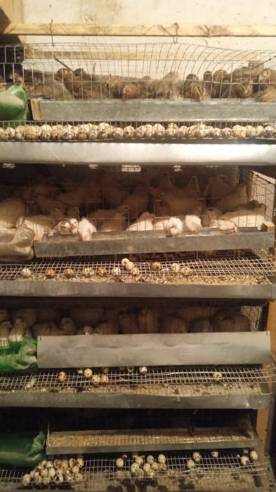 Продам перепелов несушек