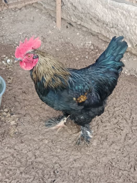 Xoʻroz sotaman 7 oylik