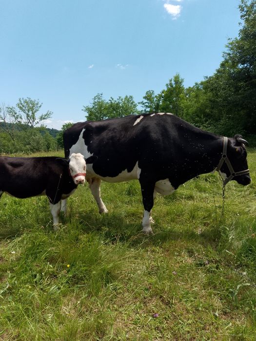 Vacă de 8ani  de vânzare