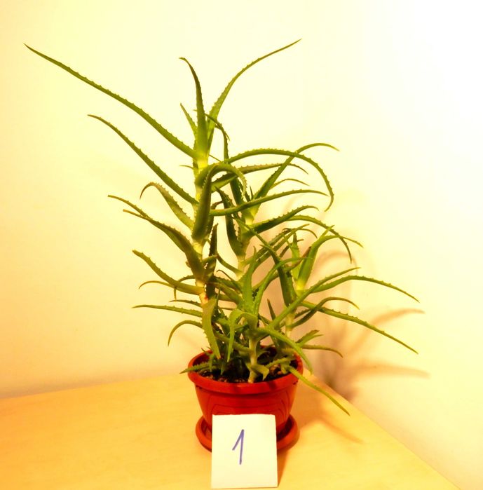 Aloe arborescens