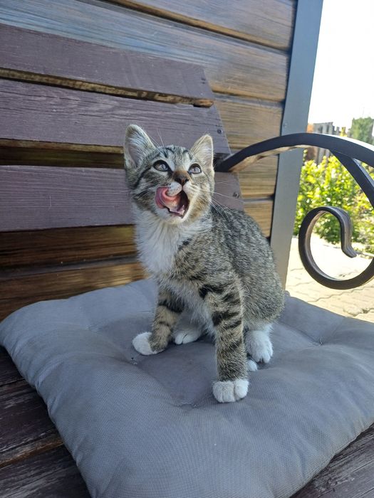 Котенок 2,5мес. Мальчик