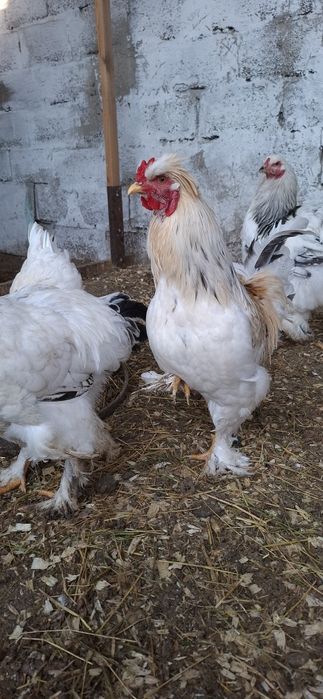 Куры брамы светлые и темные