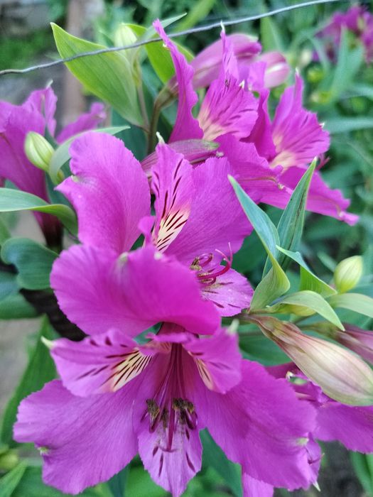 Альстромерия саженцы