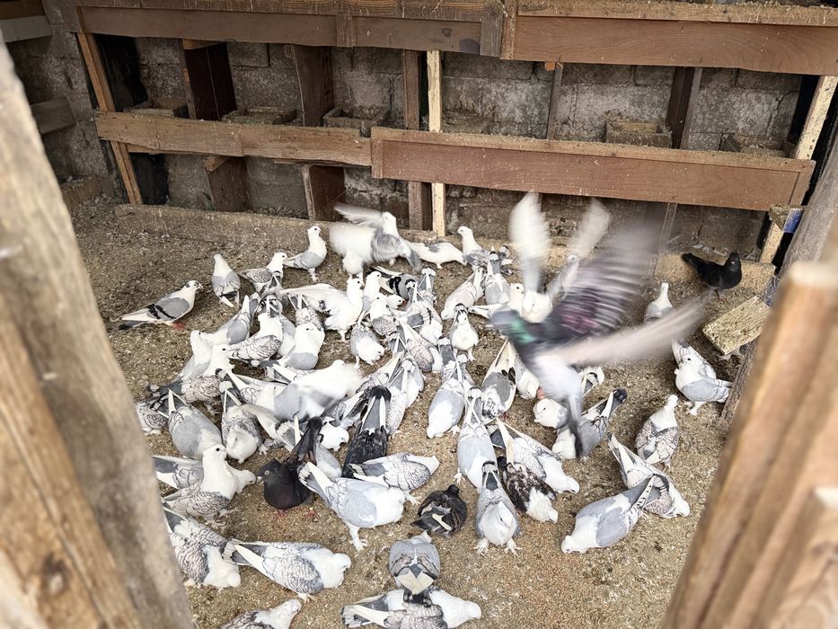 Porumbei Misirlii de vânzare – (Craiova )