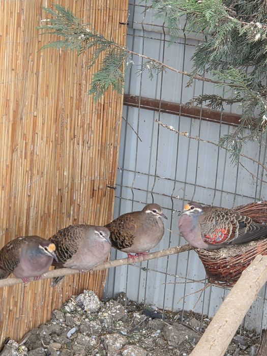 Vând Turturele Exotice