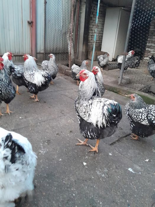 Vând cocosi Wiandot