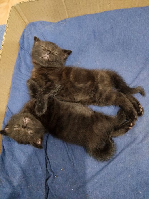 Продам котят скотишфолд
