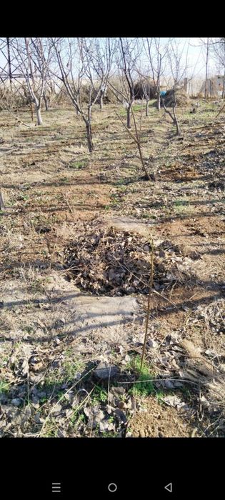 Gilos bogʻ sotiladi 8 sotix