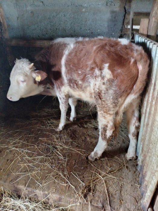 Бык АЛАБАЙ на откорме