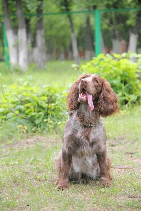 Вязка Русский Охотничий Спаниель