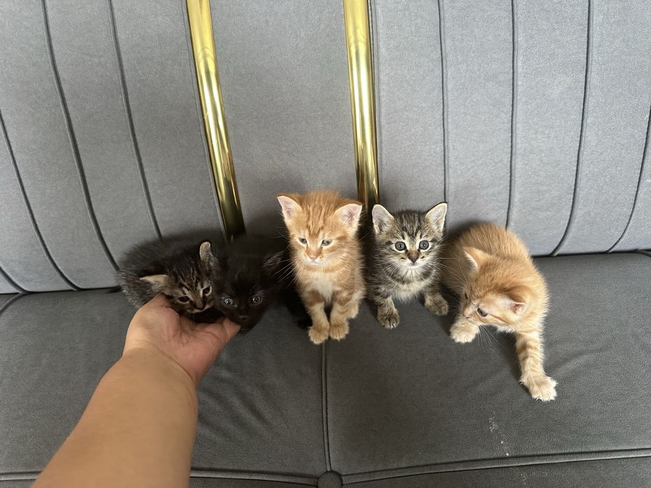 Отдам даром котят