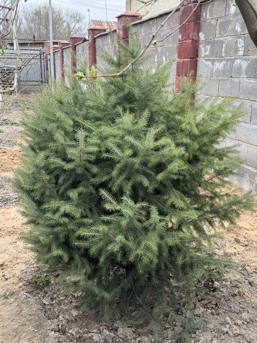 Ель Шренка, 1,4 метра