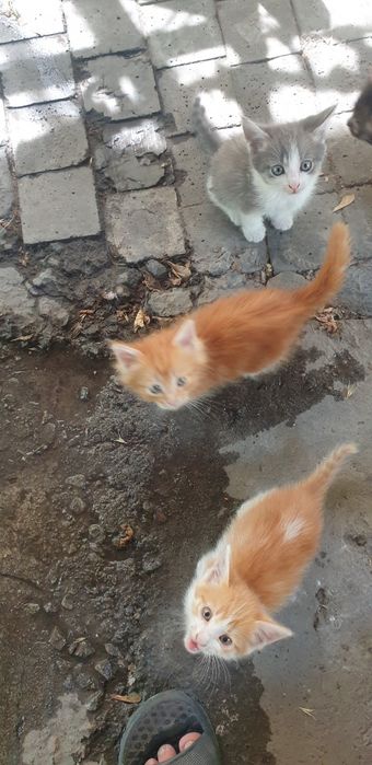 Отдам котят даром
