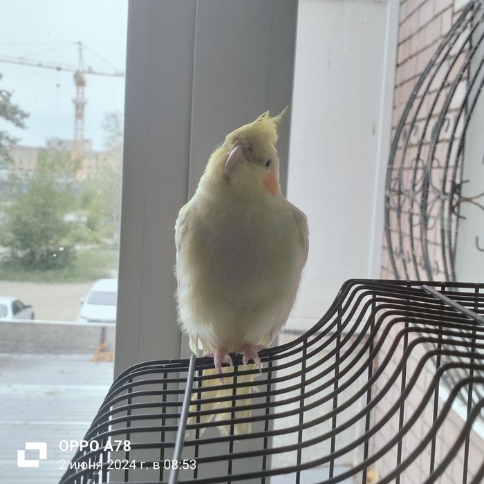 4 хороших попугаев