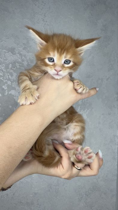 Мейн кун котята продажа