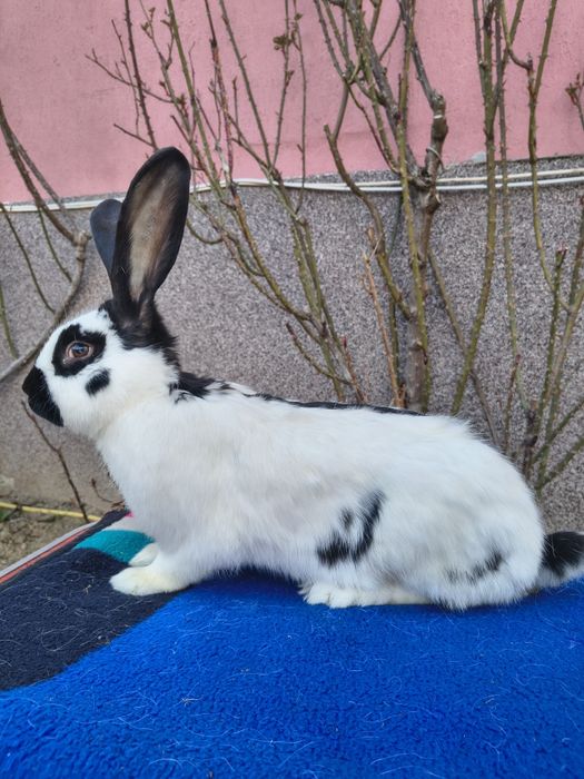 Mascul Pestriț German