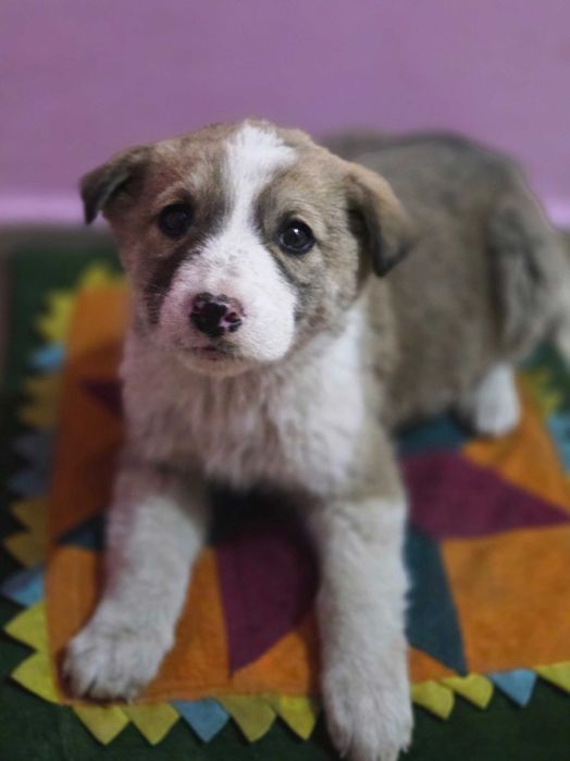 Щенки  девочки добрые руки